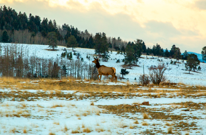 Ski Ranches